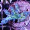Ultra blue acropora