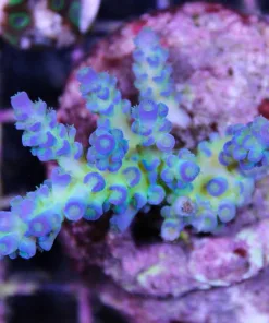 Ultra blue acropora
