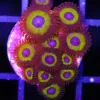 Vulcan Blood Zoanthids