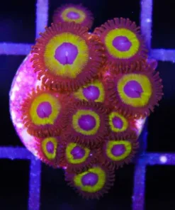 Vulcan Blood Zoanthids