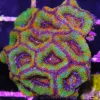 Ultra Rainbow Acan