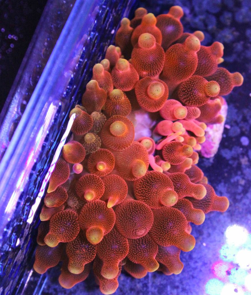 Frag Box Corals