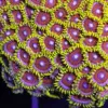 Ultra Sunshine Zoas