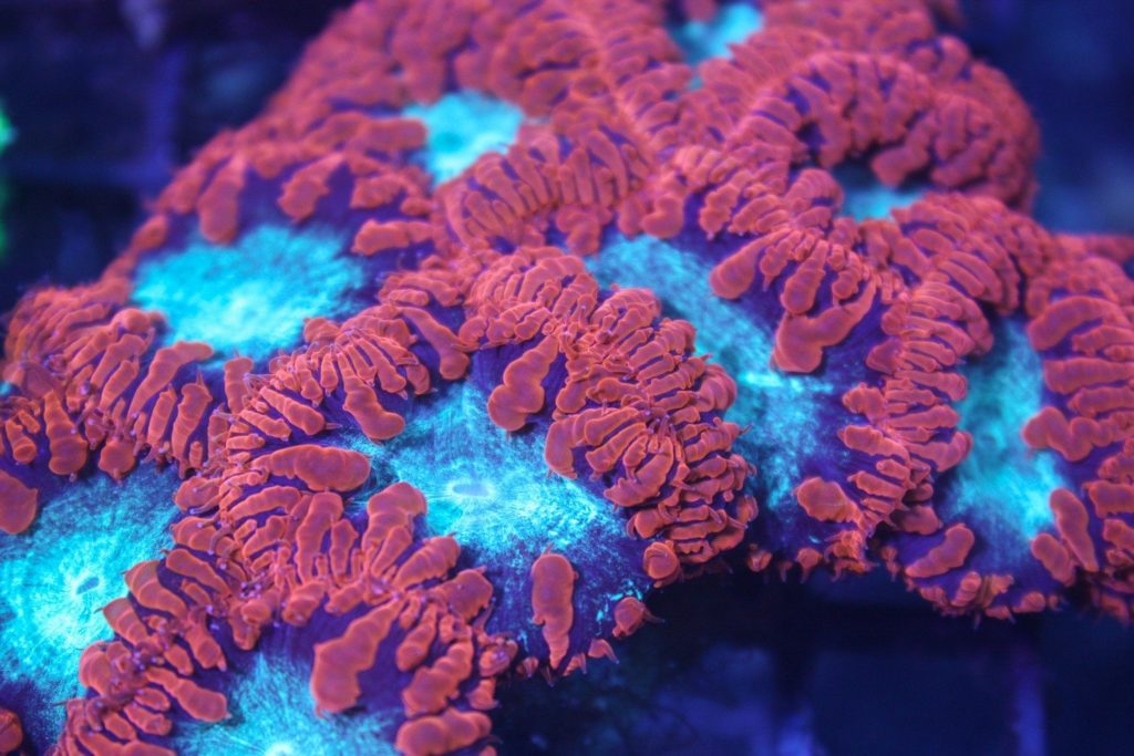 Frag Box Corals