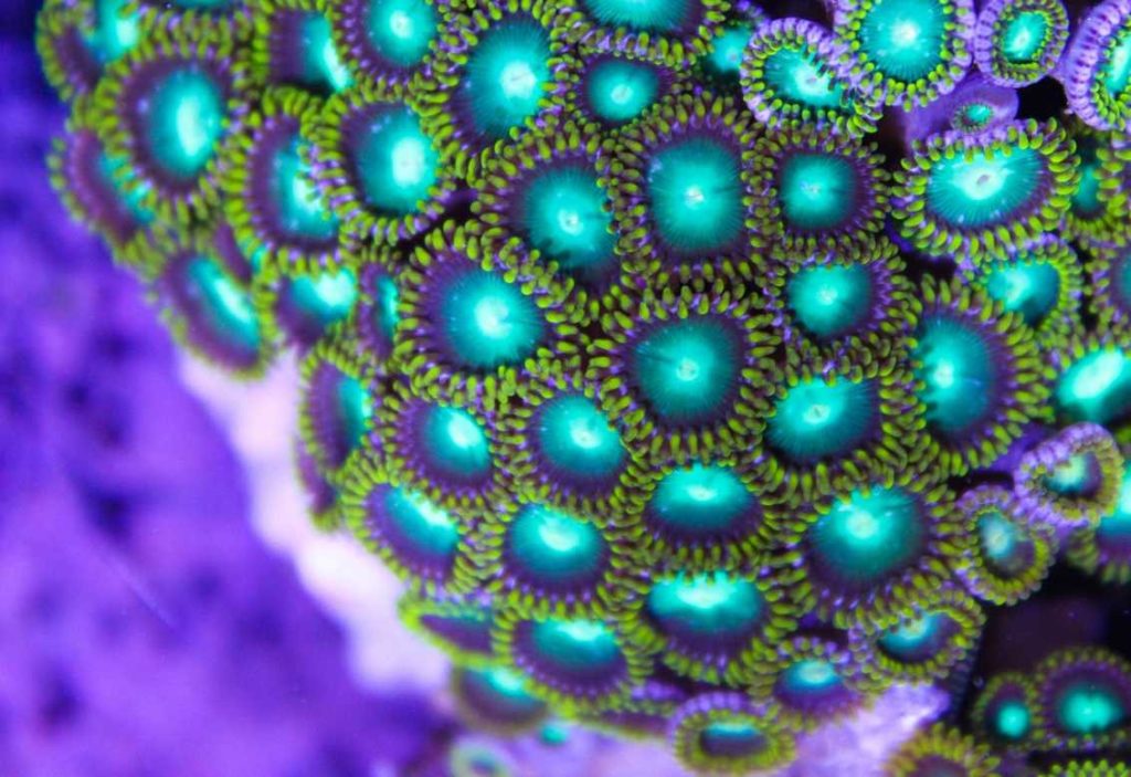 Frag Box Corals
