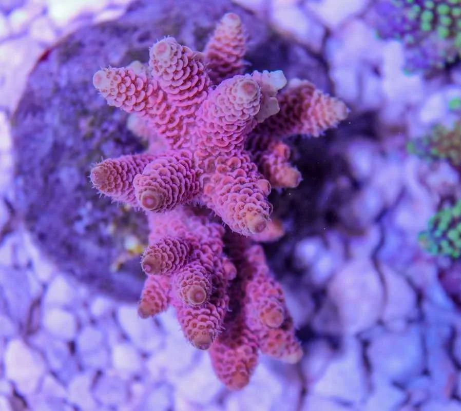 Frag Box Corals