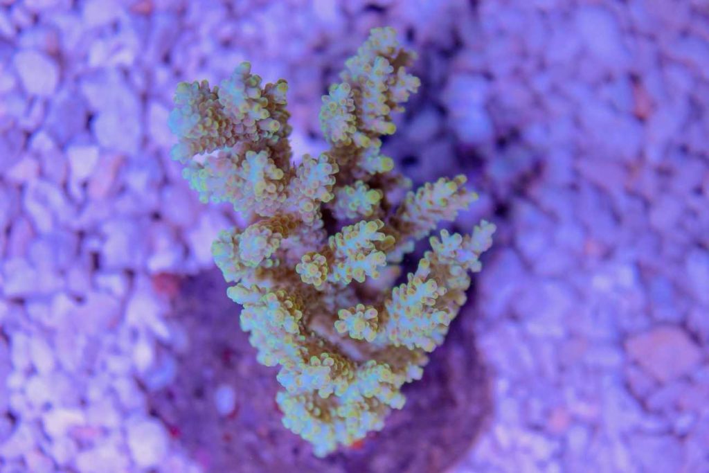 Frag Box Corals