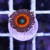 Solar Flare Zoanthid