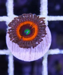 Solar Flare Zoanthid
