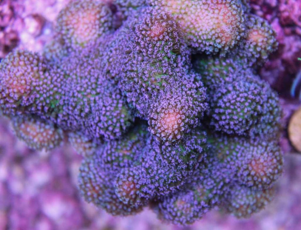 Frag Box Corals