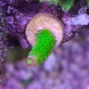 Green Hairy Monster Frag