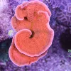 Reeftech Starburst Montipora