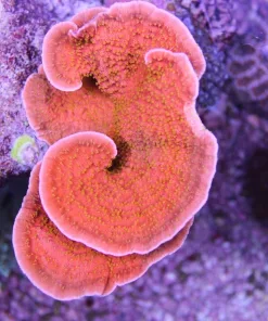 Reeftech Starburst Montipora