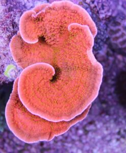 Reeftech Starburst Montipora