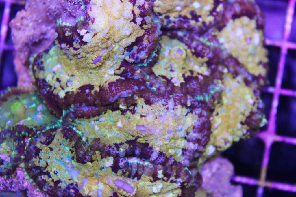 Frag Box Corals