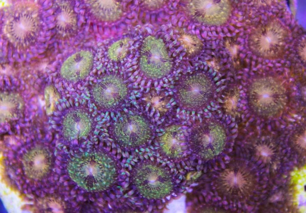 Frag Box Corals