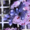 Blue Millepora