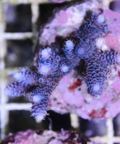 Blue Millepora
