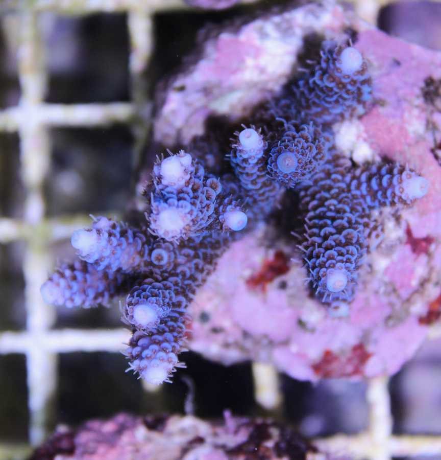 Blue Millepora - Frag Box Corals