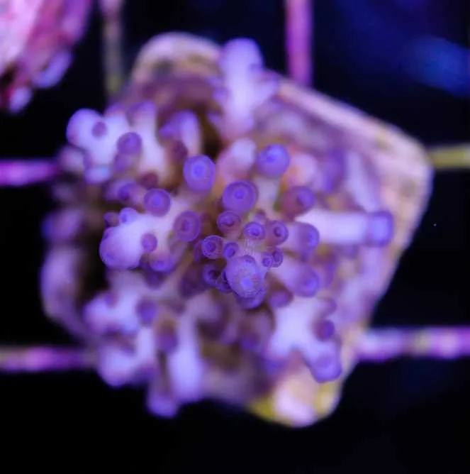Frag Box Corals