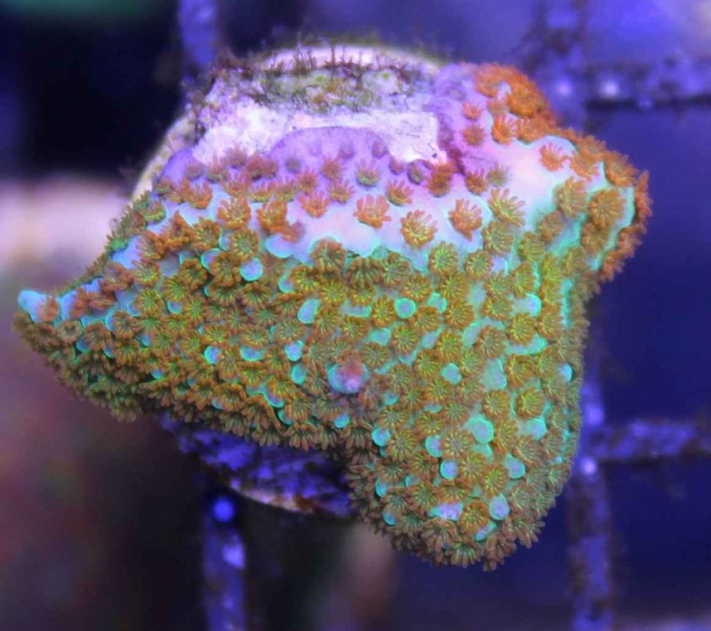 Frag Box Corals
