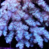 Aussie Ultra Acropora