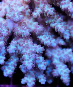 Aussie Ultra Acropora
