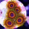 Reverse fruit loops zoas