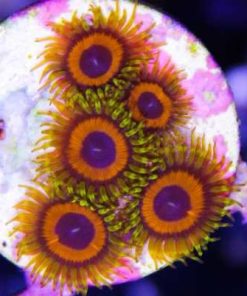 Reverse fruit loops zoas
