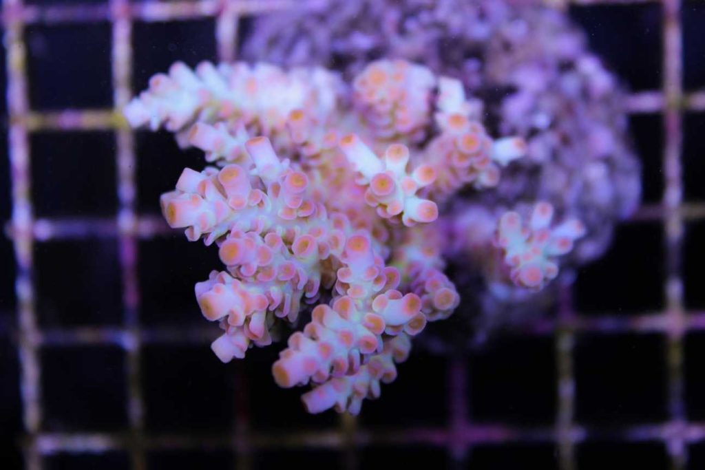 Frag Box Corals