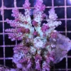 acropora plana