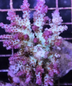 acropora plana