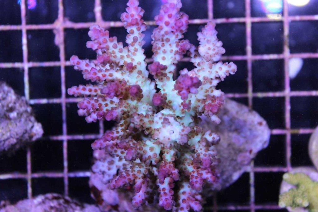 acropora plana - Frag Box Corals