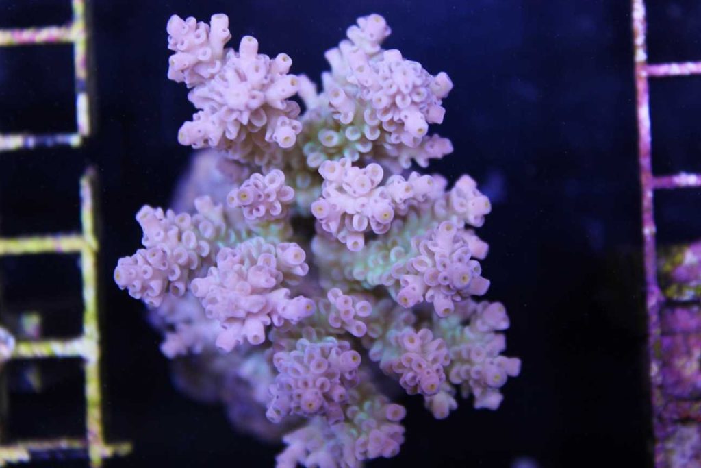 Frag Box Corals