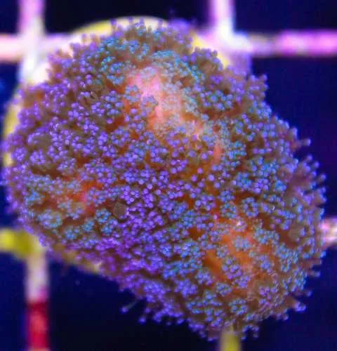 Frag Box Corals