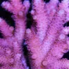 Bubblegum millepora