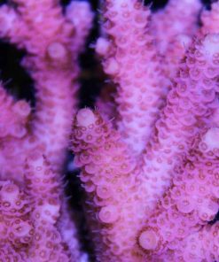 Bubblegum millepora