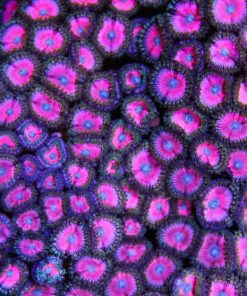 Hubbubba Zoas