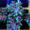 Ultimate pacman acropora