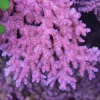 Aussie Pink Tabling Acropora