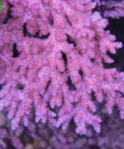 Aussie Pink Tabling Acropora