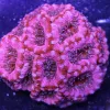 Ultra Aussie Acan