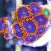 Webslingers zoa
