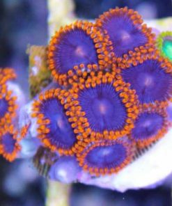 Webslingers zoa