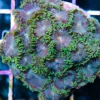 mr.Green zoas