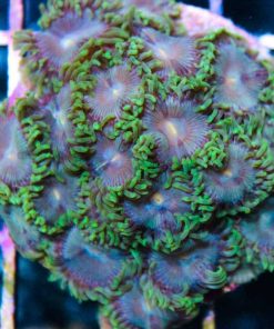 mr.Green zoas