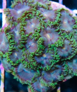 mr.Green zoas
