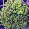 ultra yellow frogspawn colony