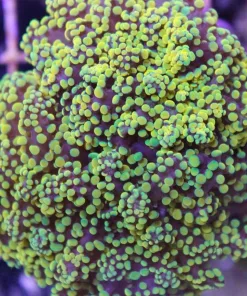 ultra yellow frogspawn colony