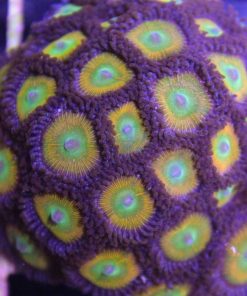 vitamin c per polyp